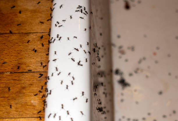 Best Mosquito Control Services  in Pinewood Estates, TX
